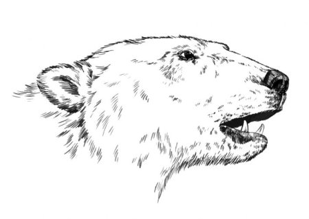 Контур головы медведя сбоку