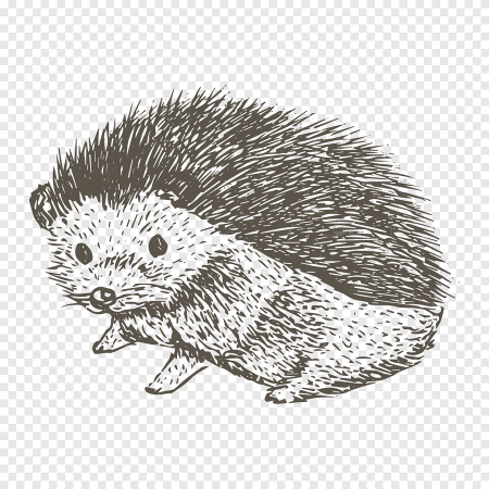 Еж рисунок