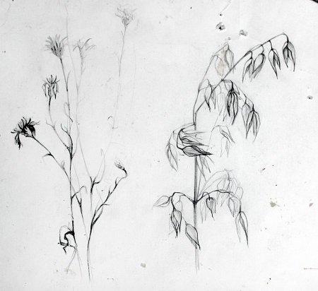 Зарисовки растений