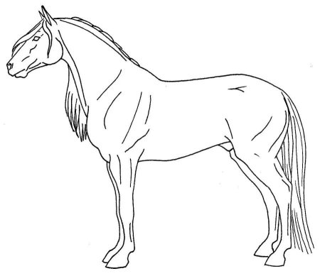 Лошадь рисунок