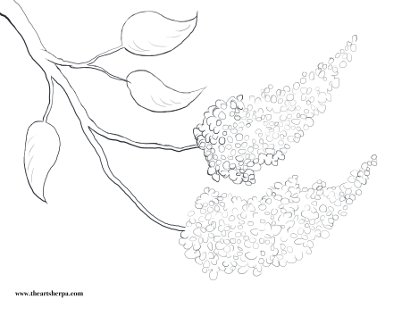 Черемуха раскраска