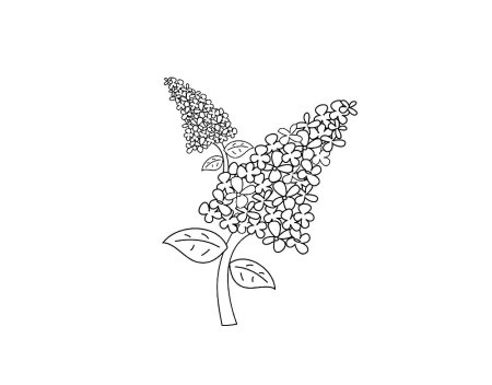 Сирень раскраска