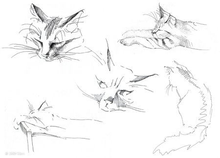 Наброски животных карандашом