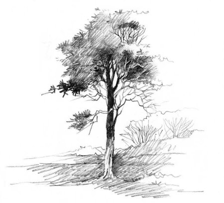 Лицо в профиль карандашом