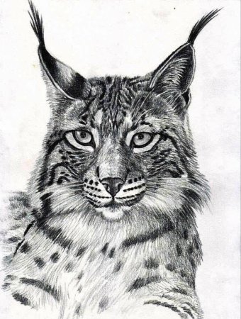 Рысь эскиз