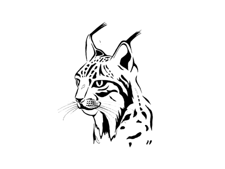 Рысь рисунок