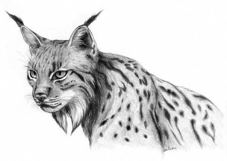 Рысь эскиз