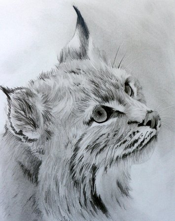 Рысь тату эскиз реализм