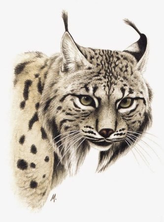 Рысь Графика