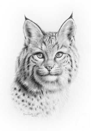 Рысь рисунок