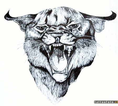 Рысь с оскалом эскиз