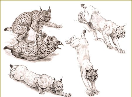 Дикие кошки референсы