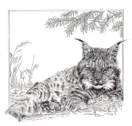 Рысь карандашная Графика