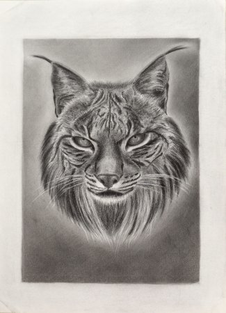 Рысь рисунок тату