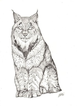 Рысь рисунок