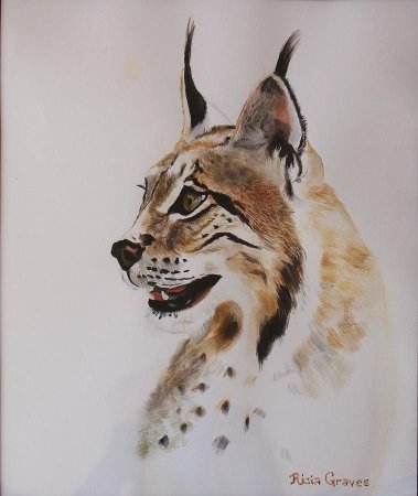 Рысь набросок