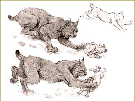 Анатомия рыси