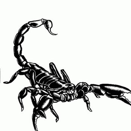 Скорпион карандашом