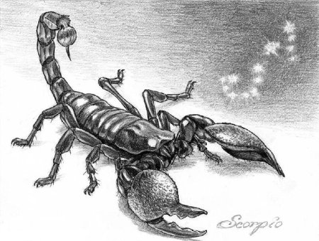 Скорпион рисунок карандашом