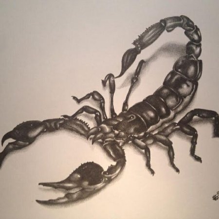 Скорпион зарисовка