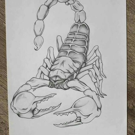 Скорпион рисунок карандашом