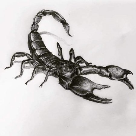 Тату Скорпион дотворк