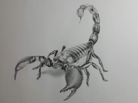 Скорпион зарисовка