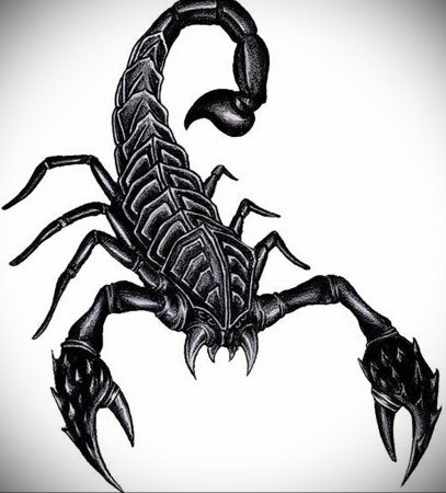 Скорпион рисунок