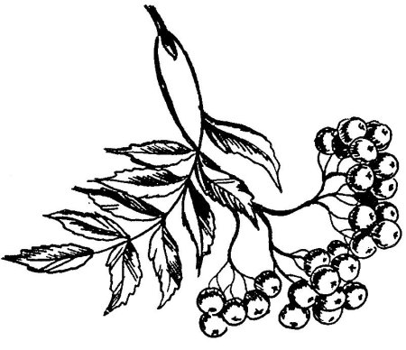 Рябина Графика