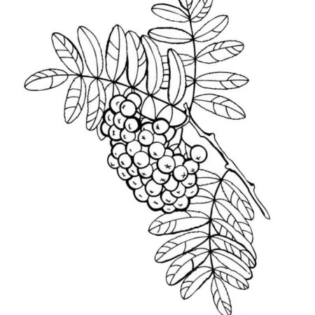 Рябина рисунок