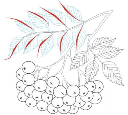 Рябина эскиз