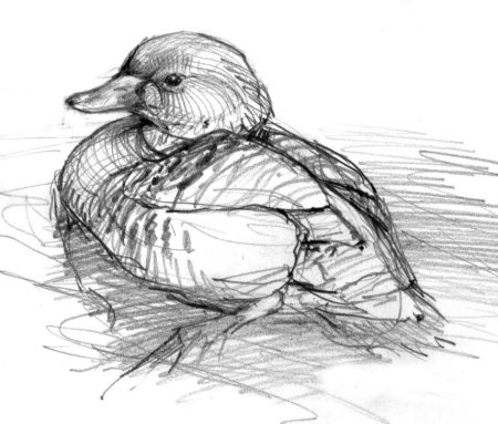 Наброски животных