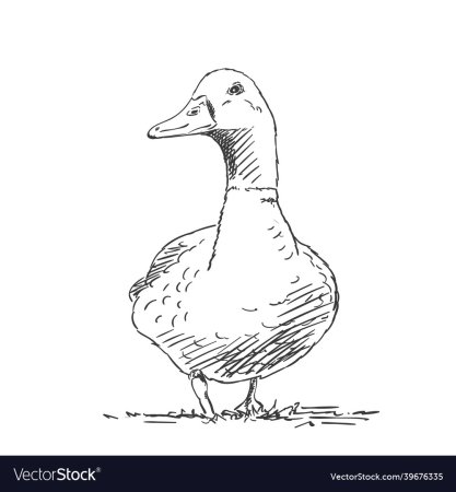 Гусь эскиз
