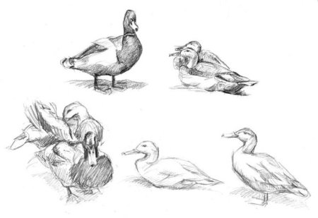 Наброски уток
