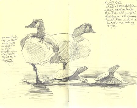 Утка набросок