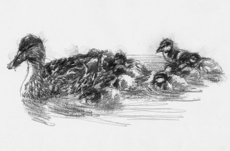 Утка зарисовка