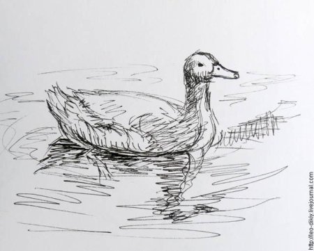 Зарисовка утки