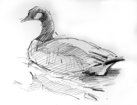 Наброски и зарисовки животных и птиц