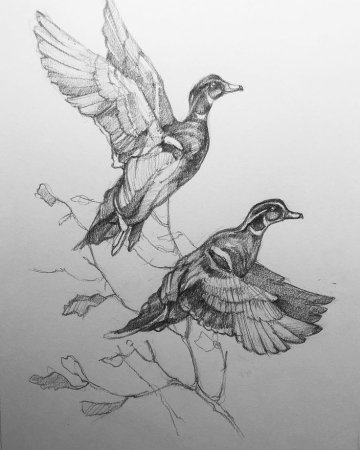 Эскиз селезня