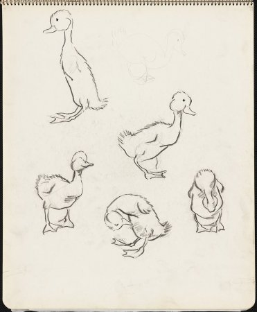 Утенок эскиз