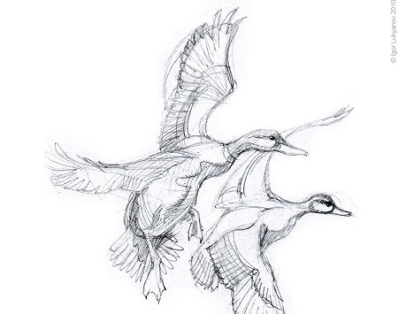 Птица в движении карандашом