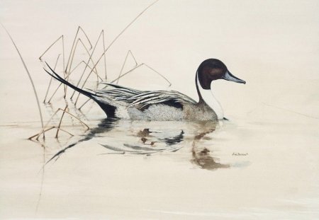 Наброски уток