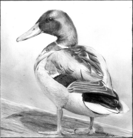 Утка карандашом