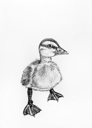 Утенок зарисовки