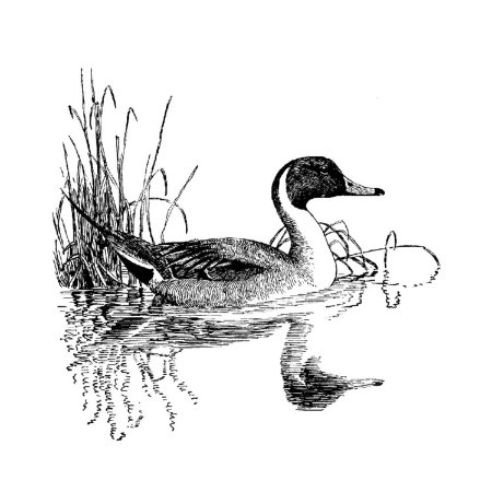 Выжигание по дереву утка