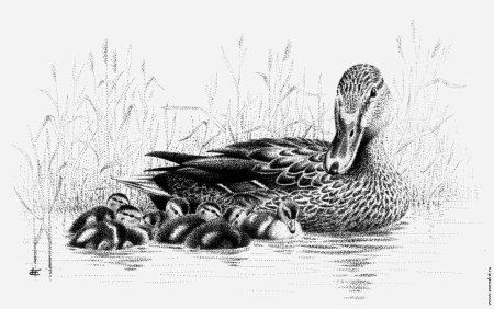 Утка Графика