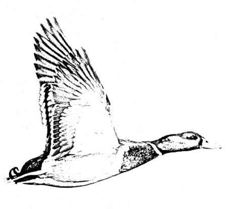 Утки в полете