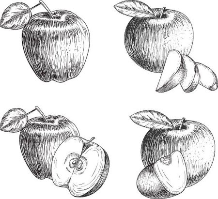 Яблоко рисунок карандашом