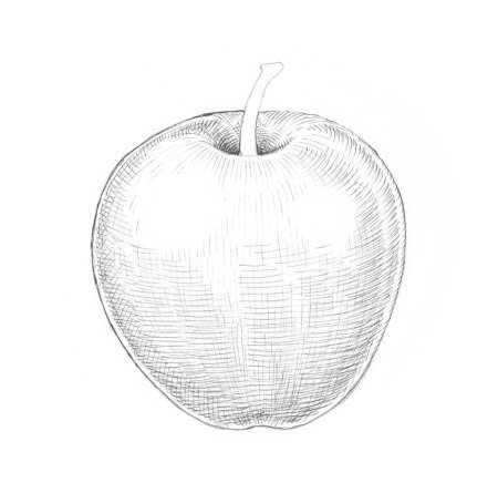 Яблоко эскиз