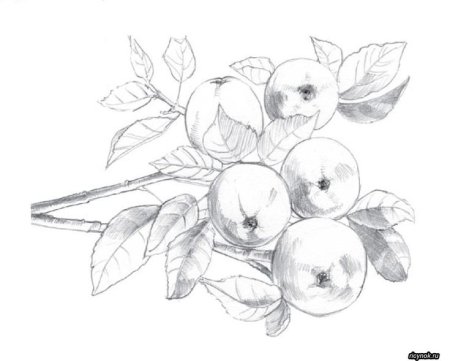 Нарисовать фрукты карандашом